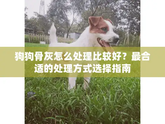 狗狗骨灰怎么处理比较好？最合适的处理方式选择指南
