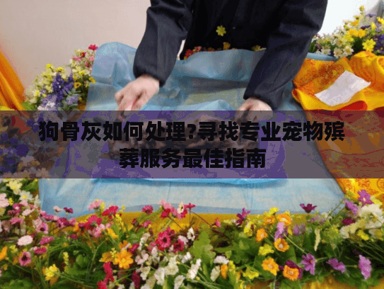 狗骨灰如何处理?寻找专业宠物殡葬服务最佳指南