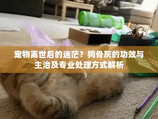宠物离世后的迷茫?狗骨灰的功效与主治及专业处理方式解析 宠物离世后的迷茫?狗骨灰的功效与主治及专业处理方式解析