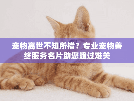 宠物离世不知所措?专业宠物善终服务名片助您渡过难关 宠物离世不知所措?专业宠物善终服务名片助您渡过难关