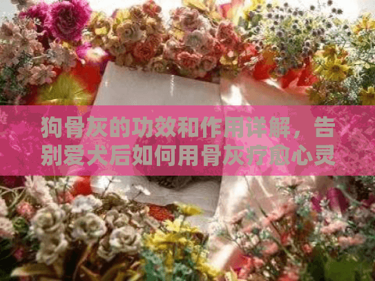 狗骨灰的功效和作用详解，告别爱犬后如何用骨灰疗愈心灵
