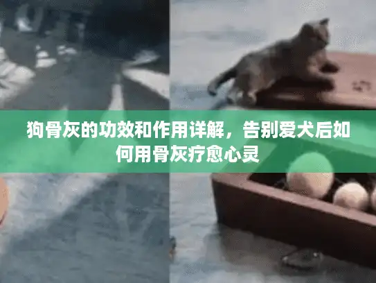 狗骨灰的功效和作用详解，告别爱犬后如何用骨灰疗愈心灵