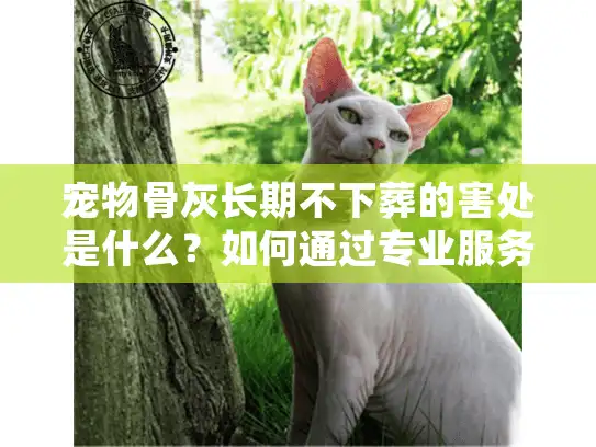 宠物骨灰长期不下葬的害处是什么？如何通过专业服务避免家庭情感危机