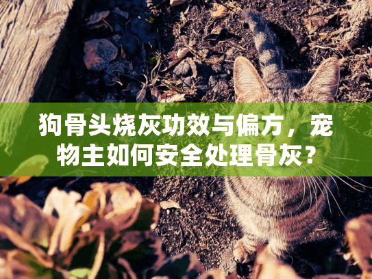 狗骨头烧灰功效与偏方，宠物主如何安全处理骨灰？