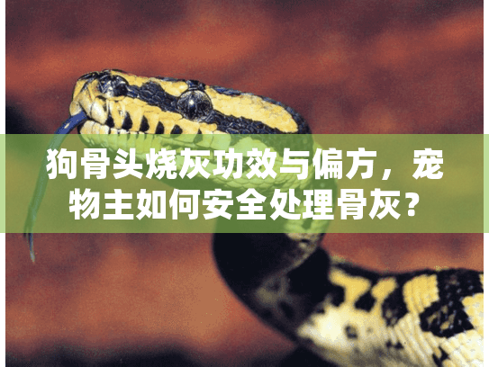 狗骨头烧灰功效与偏方，宠物主如何安全处理骨灰？