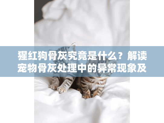 猩红狗骨灰究竟是什么？解读宠物骨灰处理中的异常现象及应对方案