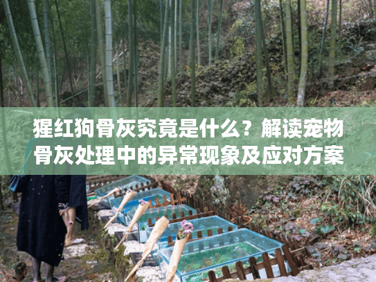 猩红狗骨灰究竟是什么？解读宠物骨灰处理中的异常现象及应对方案