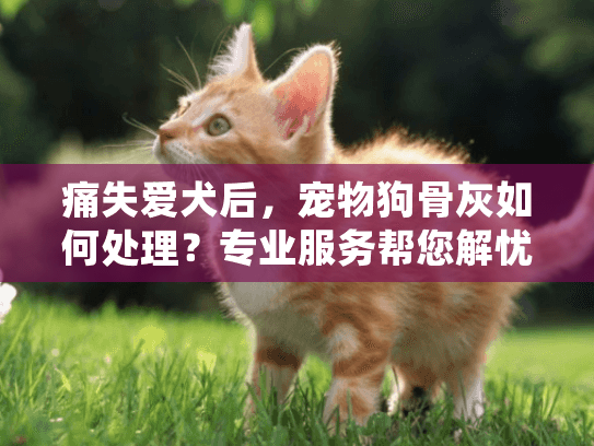 痛失爱犬后，宠物狗骨灰如何处理？专业服务帮您解忧