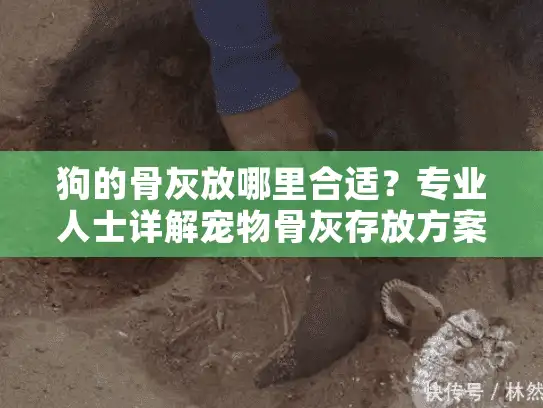 狗的骨灰放哪里合适？专业人士详解宠物骨灰存放方案
