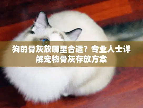 狗的骨灰放哪里合适？专业人士详解宠物骨灰存放方案