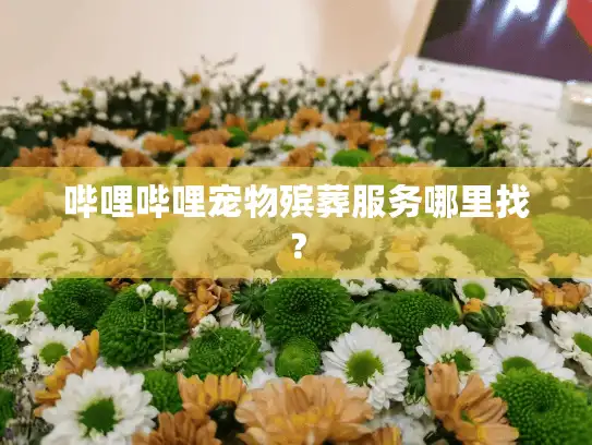哔哩哔哩宠物殡葬服务哪里找？