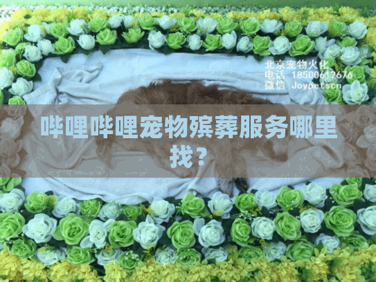 哔哩哔哩宠物殡葬服务哪里找？