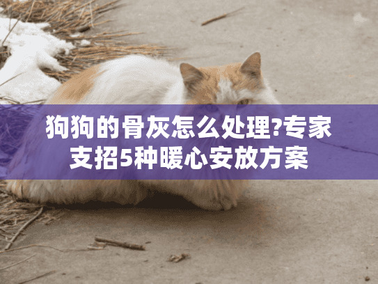 狗狗的骨灰怎么处理?专家支招5种暖心安放方案