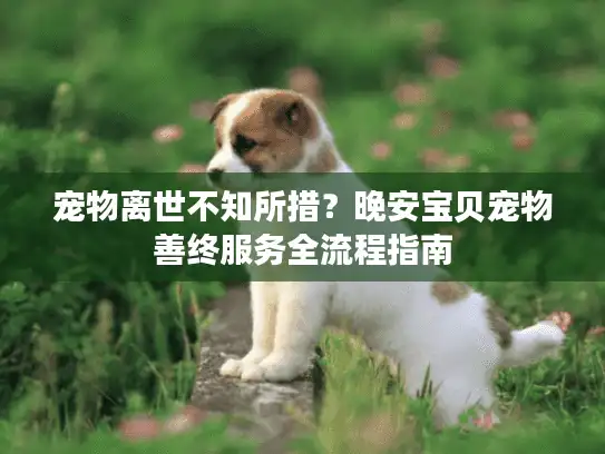 宠物离世不知所措?晚安宝贝宠物善终服务全流程指南 宠物离世不知所措?晚安宝贝宠物善终服务全流程指南