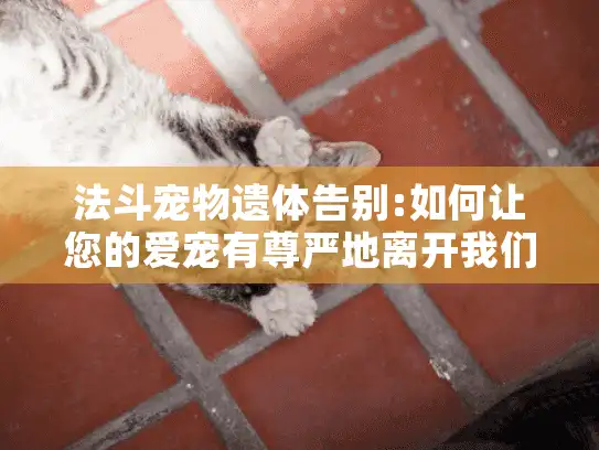 法斗宠物遗体告别:如何让您的爱宠有尊严地离开我们? 法斗宠物遗体告别:如何让您的爱宠有尊严地离开我们?