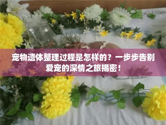 宠物遗体整理过程是怎样的？一步步告别爱宠的深情之旅揭密！