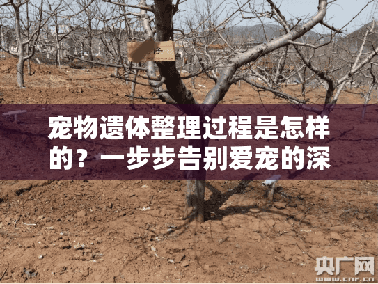 宠物遗体整理过程是怎样的？一步步告别爱宠的深情之旅揭密！