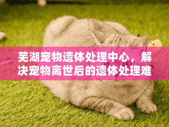 芜湖宠物遗体处理中心，解决宠物离世后的遗体处理难题