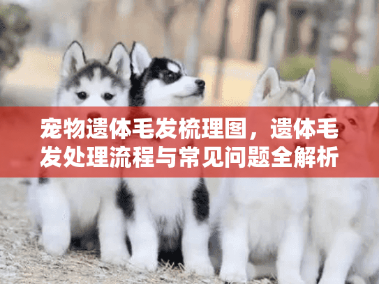 宠物遗体毛发梳理图，遗体毛发处理流程与常见问题全解析？