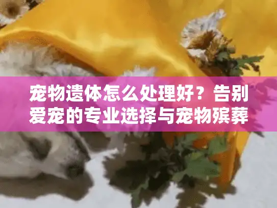 宠物遗体怎么处理好？告别爱宠的专业选择与宠物殡葬服务指南
