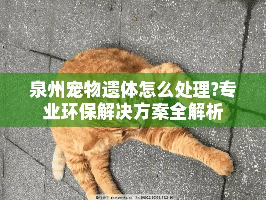 泉州宠物遗体怎么处理?专业环保解决方案全解析