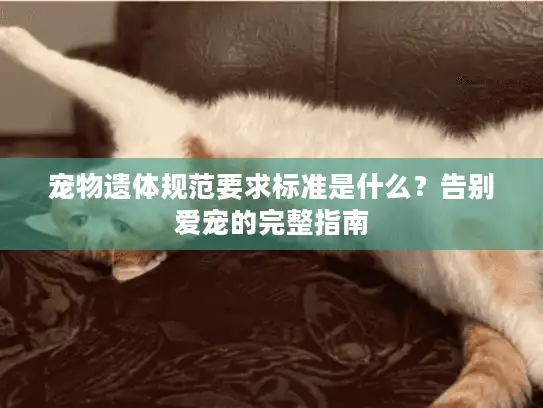 宠物遗体规范要求标准是什么？告别爱宠的完整指南