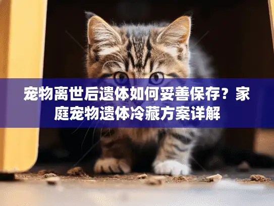 宠物离世后遗体如何妥善保存？家庭宠物遗体冷藏方案详解