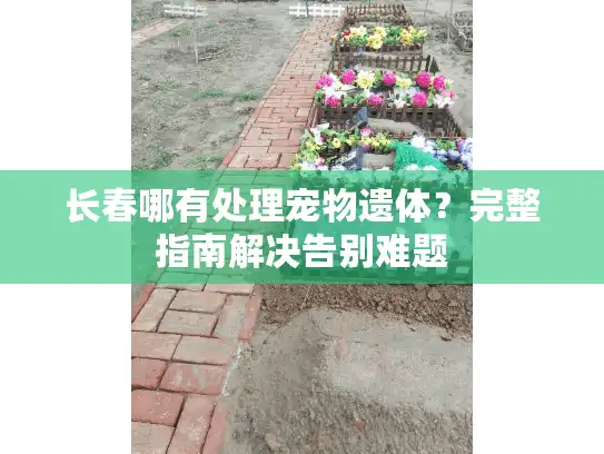 长春哪有处理宠物遗体？完整指南解决告别难题