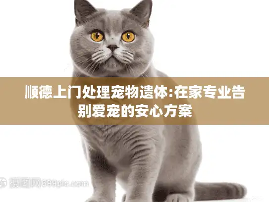 顺德上门处理宠物遗体:在家专业告别爱宠的安心方案