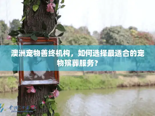 澳洲宠物善终机构，如何选择最适合的宠物殡葬服务？