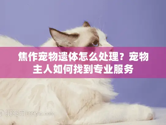 焦作宠物遗体怎么处理?宠物主人如何找到专业服务 焦作宠物遗体怎么处理?宠物主人如何找到专业服务