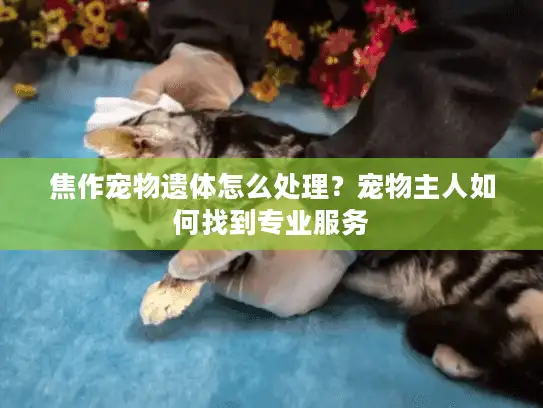焦作宠物遗体怎么处理?宠物主人如何找到专业服务 焦作宠物遗体怎么处理?宠物主人如何找到专业服务