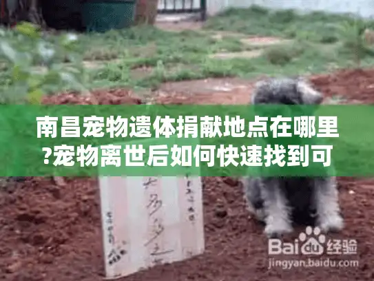 南昌宠物遗体捐献地点在哪里?宠物离世后如何快速找到可靠捐献服务点