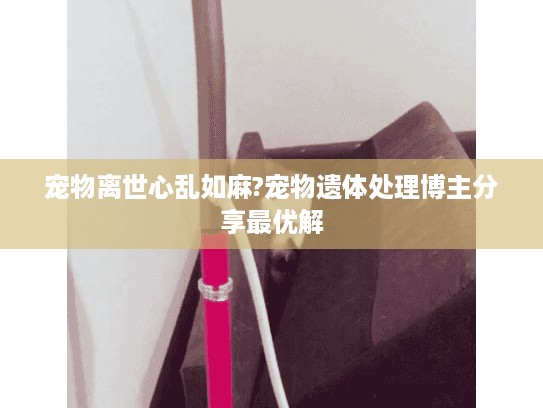 宠物离世心乱如麻?宠物遗体处理博主分享最优解 宠物离世心乱如麻?宠物遗体处理博主分享最优解