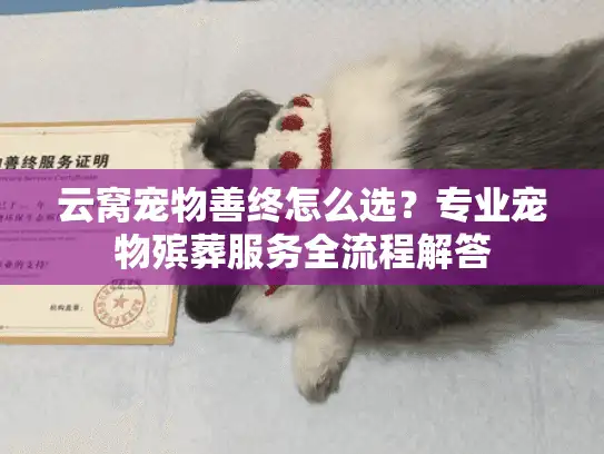 云窝宠物善终怎么选？专业宠物殡葬服务全流程解答