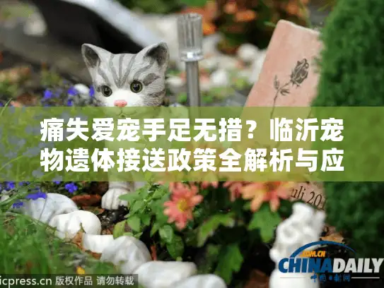 痛失爱宠手足无措？临沂宠物遗体接送政策全解析与应急指南