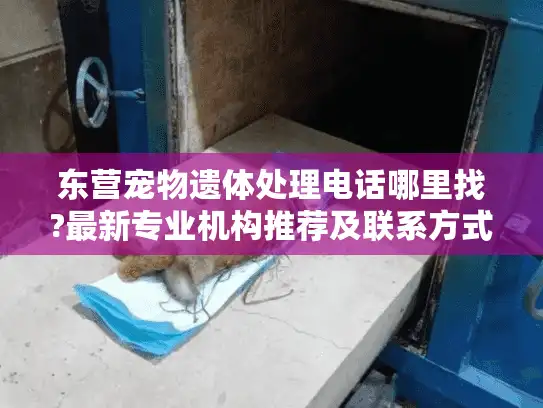 东营宠物遗体处理电话哪里找?最新专业机构推荐及联系方式