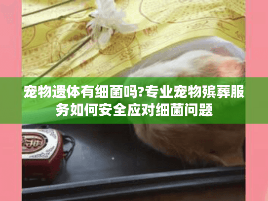 宠物遗体有细菌吗?专业宠物殡葬服务如何安全应对细菌问题