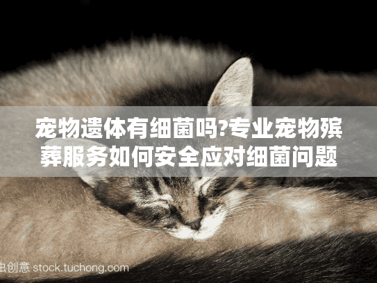 宠物遗体有细菌吗?专业宠物殡葬服务如何安全应对细菌问题