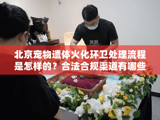 北京宠物遗体火化环卫处理流程是怎样的？合法合规渠道有哪些？