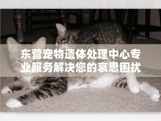 东营宠物遗体处理中心专业服务解决您的哀思困扰难题吗 东营宠物遗体处理中心专业服务解决您的哀思困扰难题吗