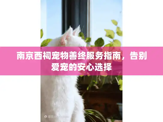 南京西祠宠物善终服务指南，告别爱宠的安心选择