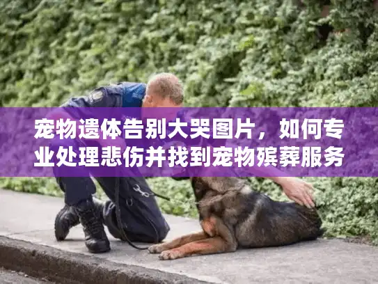 宠物遗体告别大哭图片，如何专业处理悲伤并找到宠物殡葬服务？