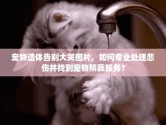 宠物遗体告别大哭图片，如何专业处理悲伤并找到宠物殡葬服务？