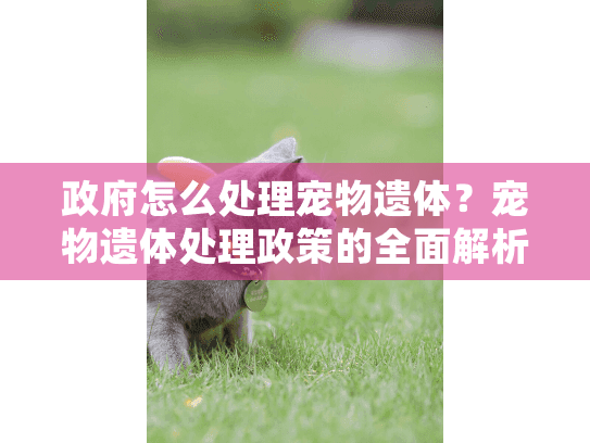 政府怎么处理宠物遗体?宠物遗体处理政策的全面解析 政府怎么处理宠物遗体?宠物遗体处理政策的全面解析