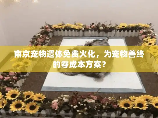 南京宠物遗体免费火化，为宠物善终的零成本方案？