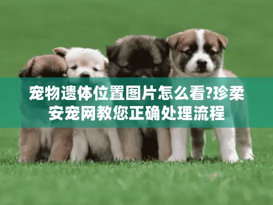 宠物遗体位置图片怎么看?珍柔安宠网教您正确处理流程