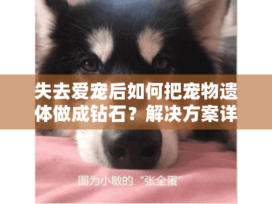 失去爱宠后如何把宠物遗体做成钻石？解决方案详解