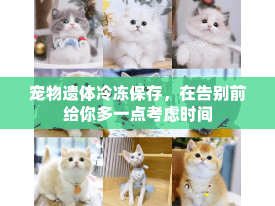 宠物遗体冷冻保存，在告别前给你多一点考虑时间