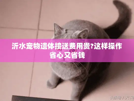 沂水宠物遗体接送费用贵?这样操作省心又省钱